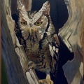 owl crop
