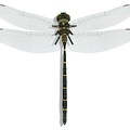 Adams-emerald-dragonfly