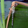 dragonfly-1600