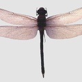 giant-dragonfly