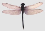 giant-dragonfly