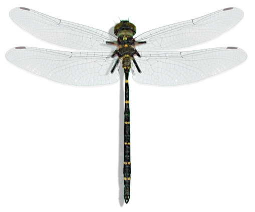 Adams-emerald-dragonfly.jpg